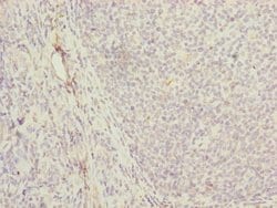Invitrogen MRPS16 Polyclonal Antibody 100 &mu;L; Unconjugated:Antibodies,