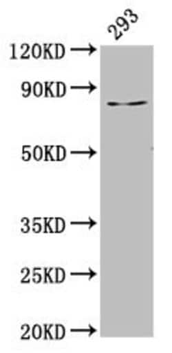 Invitrogen LAS1L Polyclonal Antibody 100 &mu;g; Unconjugated:Antibodies,
