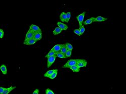 Invitrogen BTRC Polyclonal Antibody 100 &mu;g; Unconjugated:Antibodies,