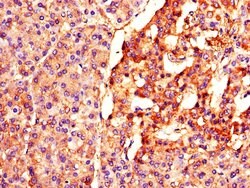 Invitrogen BTRC Polyclonal Antibody 100 &mu;g; Unconjugated:Antibodies,