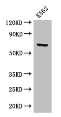 Invitrogen BTRC Polyclonal Antibody 100 &mu;g; Unconjugated:Antibodies,