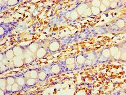 Invitrogen DHRS7 Polyclonal Antibody 100 &mu;g; Unconjugated:Antibodies,