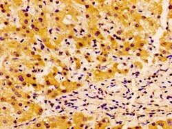Invitrogen SSX2IP Polyclonal Antibody 100 &mu;g; Unconjugated:Antibodies,