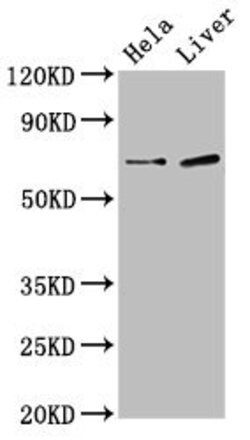 Invitrogen SSX2IP Polyclonal Antibody 100 &mu;g; Unconjugated:Antibodies,
