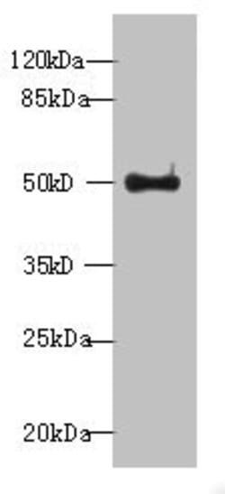 Invitrogen WDR37 Polyclonal Antibody 100 &mu;g; Unconjugated:Antibodies,