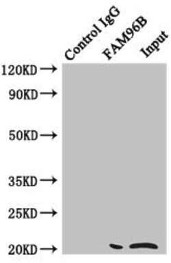 Invitrogen FAM96B Polyclonal Antibody 100 &mu;L; Unconjugated:Antibodies,
