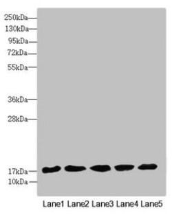 Invitrogen FAM96B Polyclonal Antibody 100 &mu;L; Unconjugated:Antibodies,