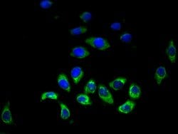 Invitrogen HRH3 Polyclonal Antibody 100 &mu;g; Unconjugated:Antibodies,