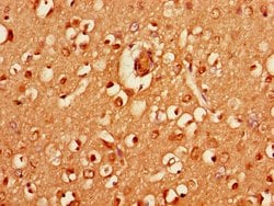 Invitrogen HRH3 Polyclonal Antibody 100 &mu;g; Unconjugated:Antibodies,