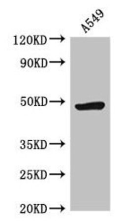 Invitrogen HRH3 Polyclonal Antibody 100 &mu;g; Unconjugated:Antibodies,