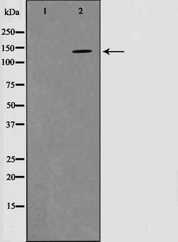 Invitrogen Phospho-PYK2 (Tyr580) Polyclonal Antibody 100 &mu;L; Unconjugated:Antibodies,