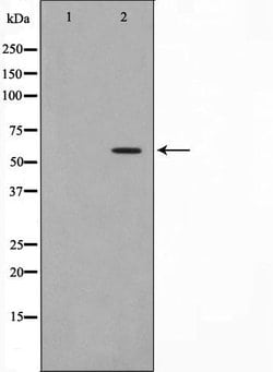 Invitrogen Phospho-HBP1 (Ser402) Polyclonal Antibody 100 &mu;L; Unconjugated:Antibodies,