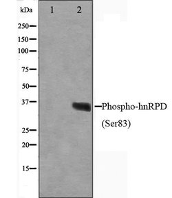 Invitrogen Phospho-hnRNP D (Ser83) Polyclonal Antibody 100 &mu;L; Unconjugated:Antibodies,