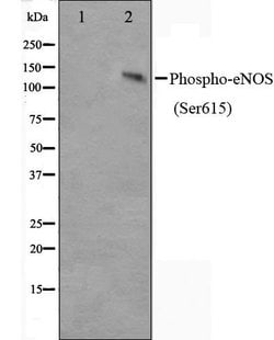 Invitrogen Phospho-eNOS (Ser615) Polyclonal Antibody 100 &mu;L; Unconjugated:Antibodies,