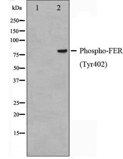 Invitrogen Phospho-FER (Tyr402) Polyclonal Antibody 100 &mu;L | Buy Online | Invitrogen&trade; | Fisher Scientific