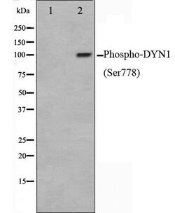 Invitrogen Phospho-Dynamin 1 (Ser778) Polyclonal Antibody 100 &mu;L; Unconjugated:Antibodies,