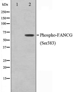 Invitrogen&trade;&nbsp;Phospho-FANCG (Ser383) Polyclonal Antibody