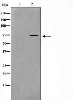Invitrogen Phospho-GAB2 (Tyr452) Polyclonal Antibody 100 &mu;L; Unconjugated:Antibodies,