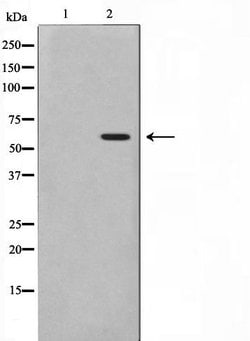 Invitrogen Phospho-PRAK (Thr182) Polyclonal Antibody 100 &mu;L; Unconjugated:Antibodies,