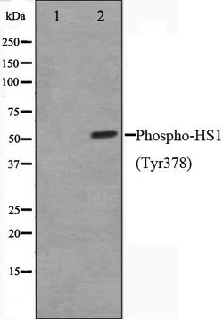 Invitrogen Phospho-HCLS1 (Tyr378) Polyclonal Antibody 100 &mu;L; Unconjugated:Antibodies,