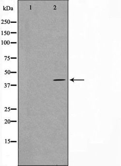 Invitrogen GNAZ Polyclonal Antibody 100 &mu;L; Unconjugated:Antibodies,