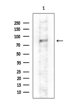Invitrogen GAB2 Polyclonal Antibody 100 &mu;L | Buy Online | Invitrogen&trade; | Fisher Scientific