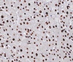 Invitrogen Cyclin A Polyclonal Antibody 100 &mu;L; Unconjugated:Antibodies,