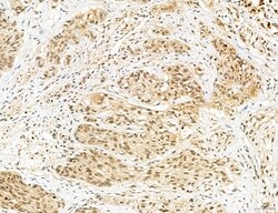 Invitrogen Cyclin A Polyclonal Antibody 100 &mu;L; Unconjugated:Antibodies,