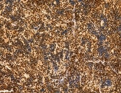 Invitrogen Cyclin A Polyclonal Antibody 100 &mu;L; Unconjugated:Antibodies,