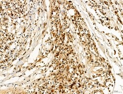 Invitrogen Cyclin A Polyclonal Antibody 100 &mu;L; Unconjugated:Antibodies,