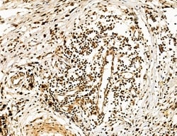Invitrogen Cyclin A Polyclonal Antibody 100 &mu;L; Unconjugated:Antibodies,