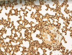 Invitrogen Cyclin A Polyclonal Antibody 100 &mu;L; Unconjugated:Antibodies,
