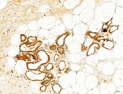 Invitrogen Cyclin A Polyclonal Antibody 100 &mu;L; Unconjugated:Antibodies,