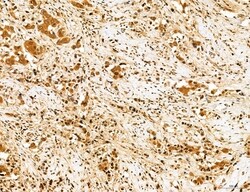 Invitrogen Cyclin A Polyclonal Antibody 100 &mu;L; Unconjugated:Antibodies,