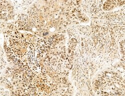 Invitrogen Cyclin A Polyclonal Antibody 100 &mu;L; Unconjugated:Antibodies,