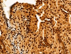 Invitrogen Cyclin A Polyclonal Antibody 100 &mu;L; Unconjugated:Antibodies,