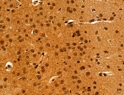 Invitrogen Cyclin A Polyclonal Antibody 100 &mu;L; Unconjugated:Antibodies,
