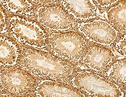 Invitrogen Cyclin A Polyclonal Antibody 100 &mu;L; Unconjugated:Antibodies,