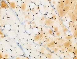 Invitrogen Cyclin A Polyclonal Antibody 100 &mu;L; Unconjugated:Antibodies,