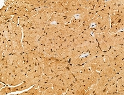 Invitrogen Cyclin A Polyclonal Antibody 100 &mu;L; Unconjugated:Antibodies,