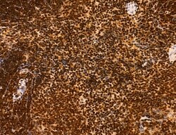 Invitrogen Cyclin A Polyclonal Antibody 100 &mu;L; Unconjugated:Antibodies,