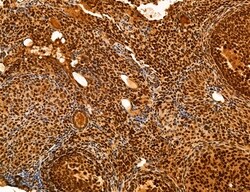 Invitrogen Cyclin A Polyclonal Antibody 100 &mu;L; Unconjugated:Antibodies,