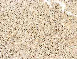 Invitrogen Cyclin A Polyclonal Antibody 100 &mu;L; Unconjugated:Antibodies,