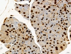 Invitrogen Cyclin A Polyclonal Antibody 100 &mu;L; Unconjugated:Antibodies,