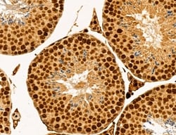 Invitrogen Cyclin A Polyclonal Antibody 100 &mu;L; Unconjugated:Antibodies,