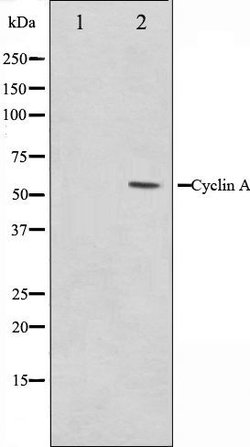 Invitrogen Cyclin A Polyclonal Antibody 100 &mu;L; Unconjugated:Antibodies,