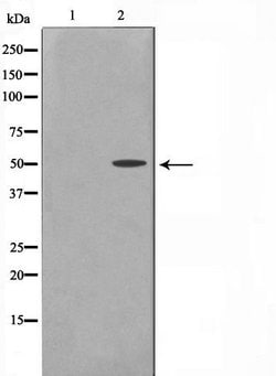 Invitrogen Cyclin A1 Polyclonal Antibody 100 &mu;L | Buy Online | Invitrogen&trade; | Fisher Scientific