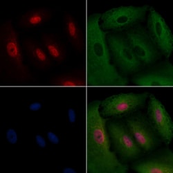 Invitrogen Cyclin G1 Polyclonal Antibody 100 &mu;L; Unconjugated:Antibodies,