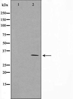 Invitrogen Cyclin G1 Polyclonal Antibody 100 &mu;L; Unconjugated:Antibodies,
