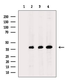 Invitrogen DNA Polymerase beta Polyclonal Antibody 100 &mu;L; Unconjugated:Antibodies,